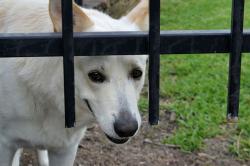 Je vous aide et vous aiguille afin d’améliorer la relation entre vous et votre chien