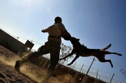 Je vous aide au dressage de votre propre chien pour la garde ou la défense et à la sélection d’un chiot dans ce domaine de prédilection