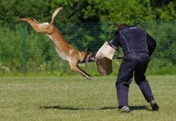 Construction de chien de défense, de garde, de sécurisation, de maître-chien, de police, de l’armée, de sécurité et de gardiennage